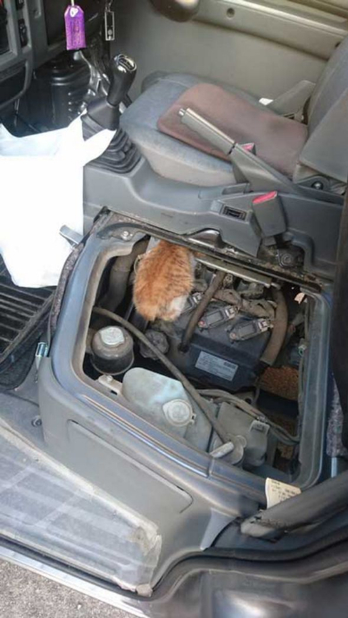 商業車 猫バンバン 座席