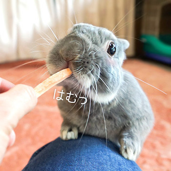 うさぎ