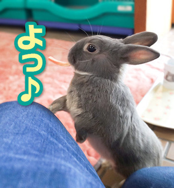 うさぎ