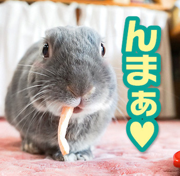 うさぎ