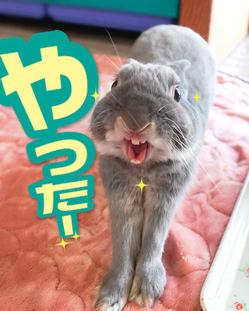 うさぎ
