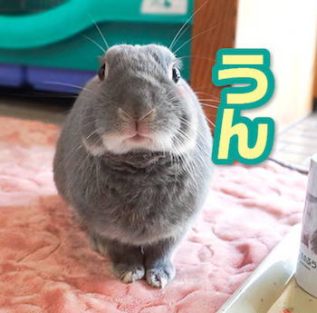 うさぎ