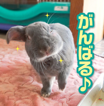 うさぎ