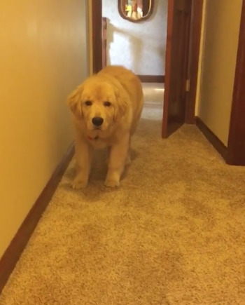 犬