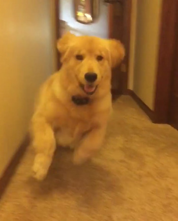 犬