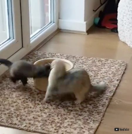 フェレット
