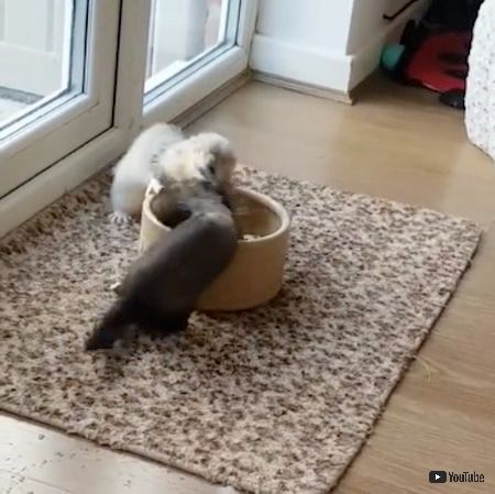 フェレット