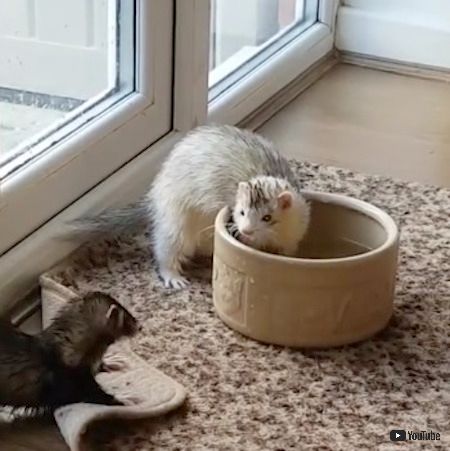 フェレット