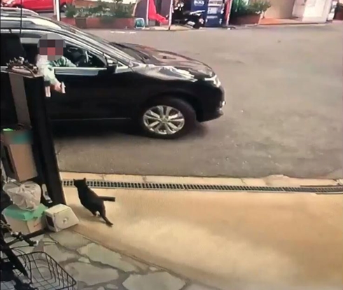 猫 ねこ ネコ 動物虐待 愛護法 エアガン エアーガン 警察 炎上