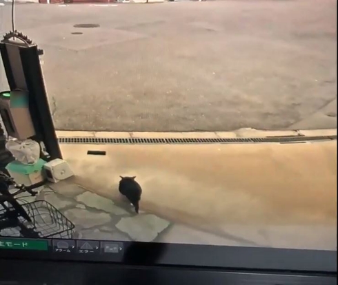 猫 ねこ ネコ 動物虐待 愛護法 エアガン エアーガン 警察 炎上