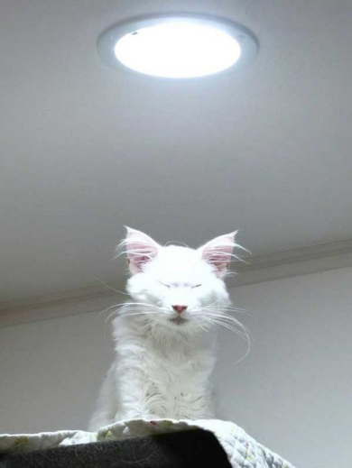 猫 カリン様 ドラゴンボール