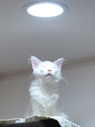 猫 カリン様 ドラゴンボール