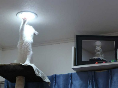 猫 カリン様 ドラゴンボール