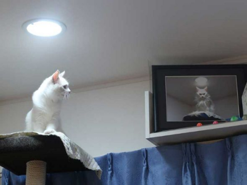 猫 カリン様 ドラゴンボール