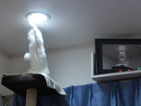 猫 カリン様 ドラゴンボール