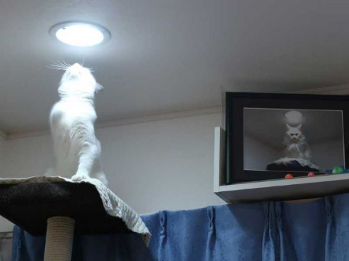 猫 カリン様 ドラゴンボール