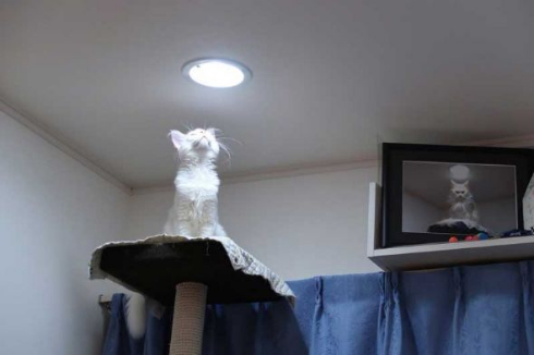 猫 カリン様 ドラゴンボール