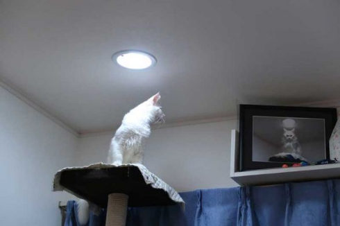 猫 カリン様 ドラゴンボール