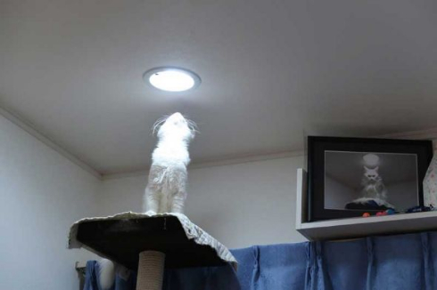 猫 カリン様 ドラゴンボール