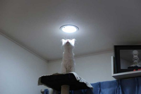 猫 カリン様 ドラゴンボール