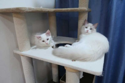 猫 カリン様 ドラゴンボール