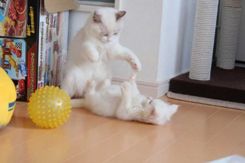 猫 カリン様 ドラゴンボール