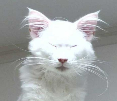 猫 カリン様 ドラゴンボール