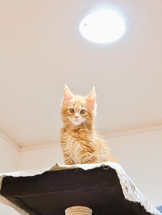 猫 カリン様 ドラゴンボール