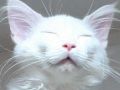 ドラゴンボールの「カリン様」と化した猫ちゃん　表情がまさに仙人のような穏やかさ
