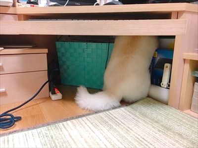 白柴『きなこ』のお気楽ブログ