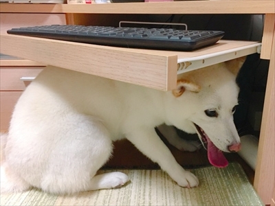 白柴『きなこ』のお気楽ブログ