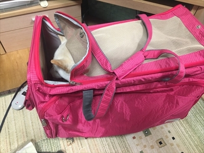 白柴『きなこ』のお気楽ブログ