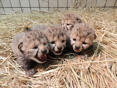 多摩動物公園チーター