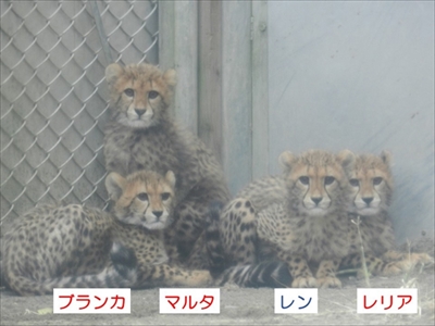 多摩動物公園チーター