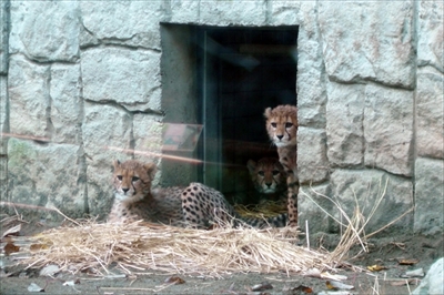 多摩動物公園チーター