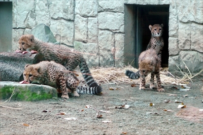多摩動物公園チーター