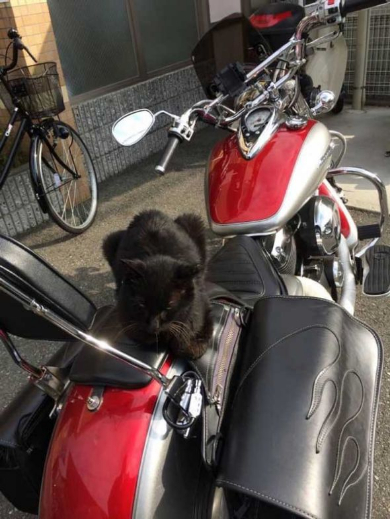 バイク 猫 平和 解決 座布団