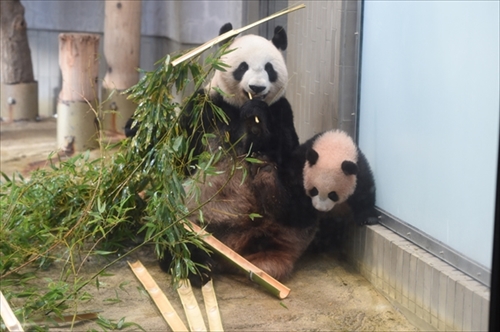 上野動物園ジャイアントパンダ