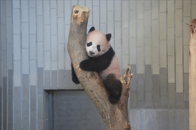 上野動物園ジャイアントパンダ