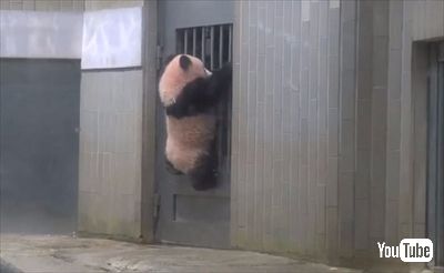 上野動物園ジャイアントパンダ