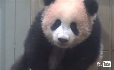 上野動物園ジャイアントパンダ