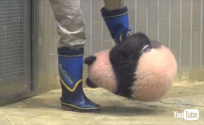 上野動物園ジャイアントパンダ
