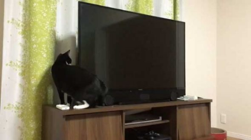 猫 胴体 伸びる 長い マジック