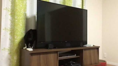 猫 胴体 伸びる 長い マジック