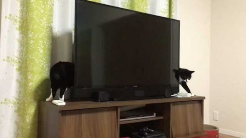 猫 胴体 伸びる 長い マジック