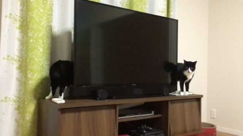 猫 胴体 伸びる 長い マジック