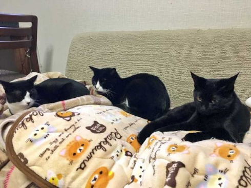 猫 胴体 伸びる 長い マジック