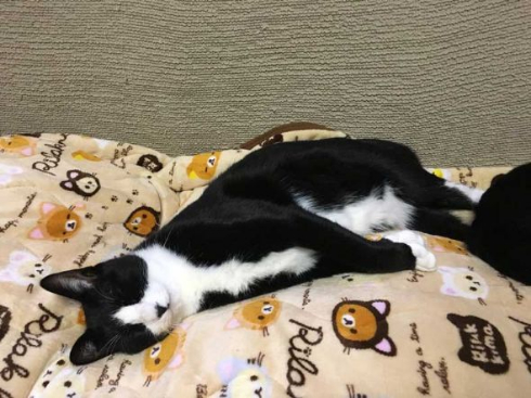 猫 胴体 伸びる 長い マジック