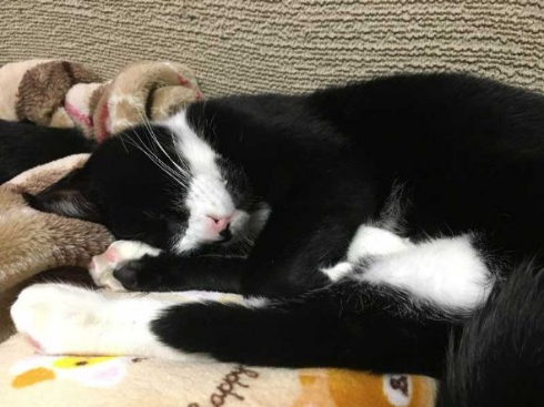 猫 胴体 伸びる 長い マジック