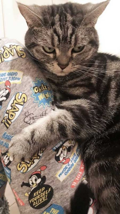 怒った 猫 ヒザ 降りない 顔